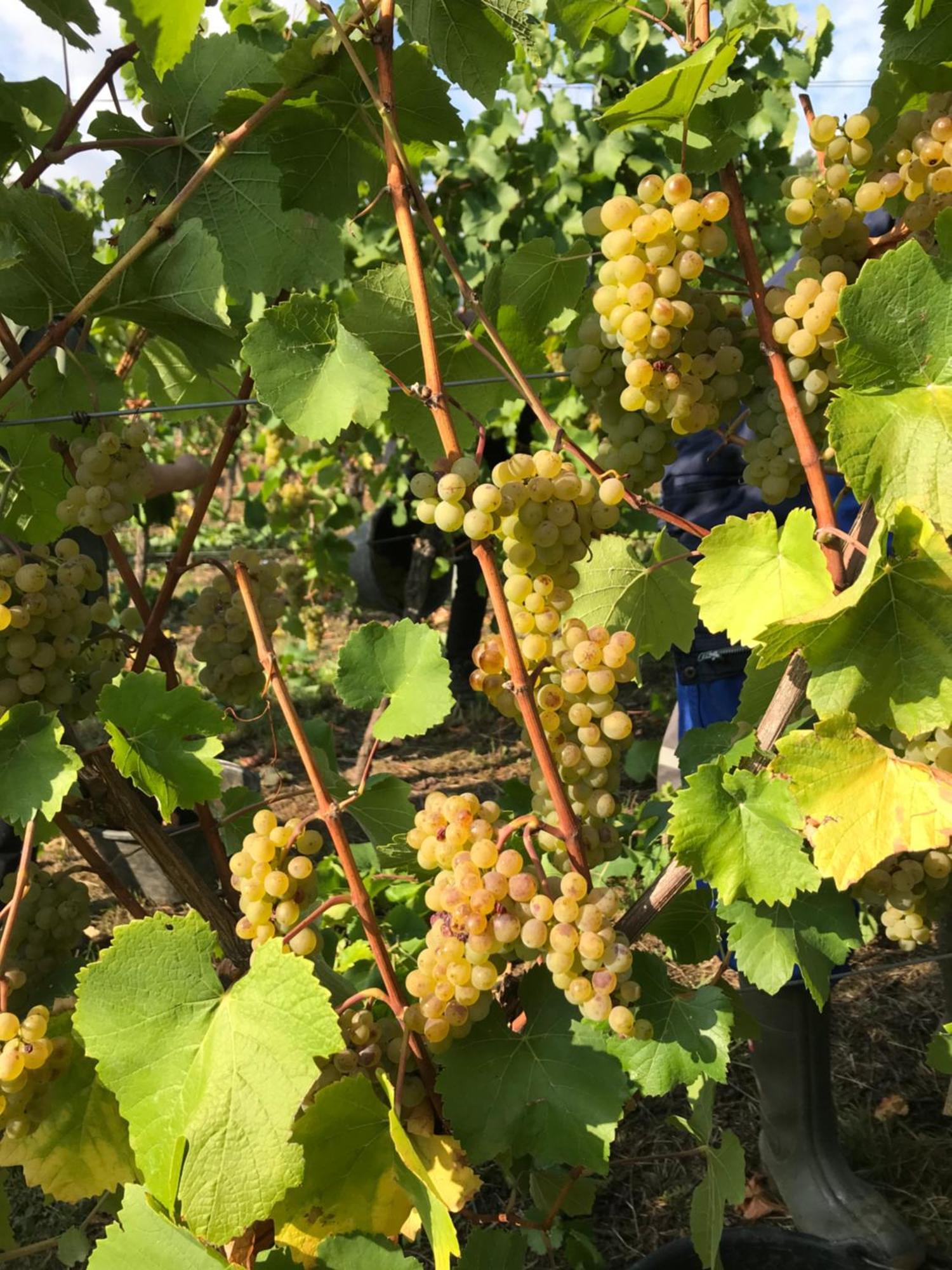 ניטל Gaestehaus Und Weingut Bernd Frieden מראה חיצוני תמונה