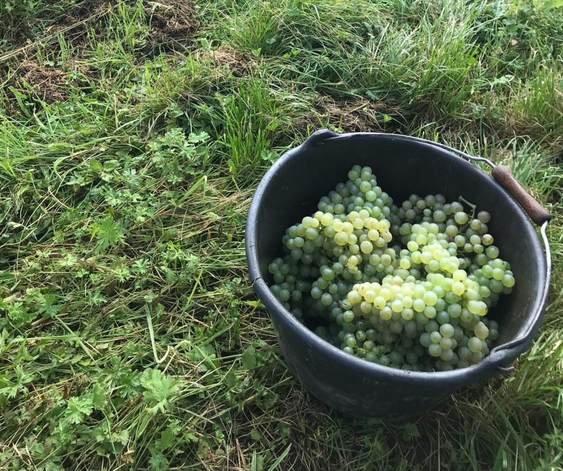 ניטל Gaestehaus Und Weingut Bernd Frieden מראה חיצוני תמונה